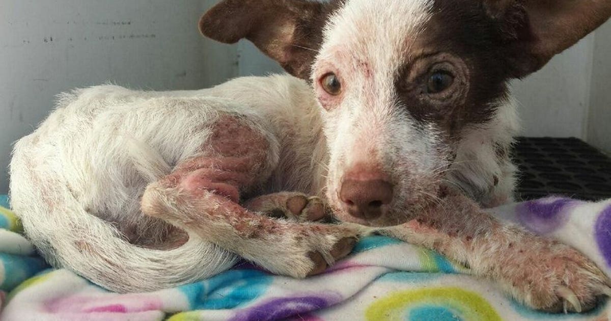 Good Samaritans rescue abused dog found left for dead in trash bag ...