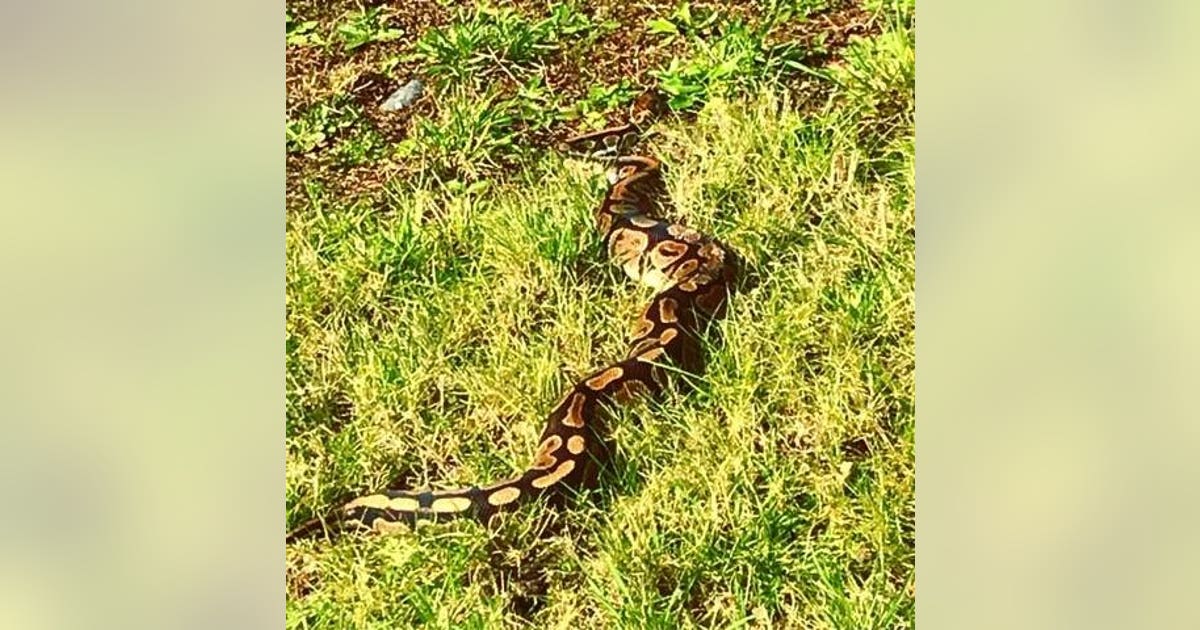 Woman in Olympia spots 4-foot python while on stroll | FOX 13 Seattle