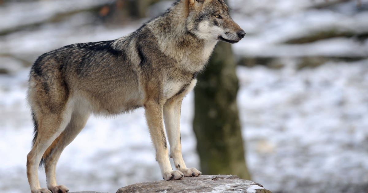 Washington wolf population hits record high in 2025