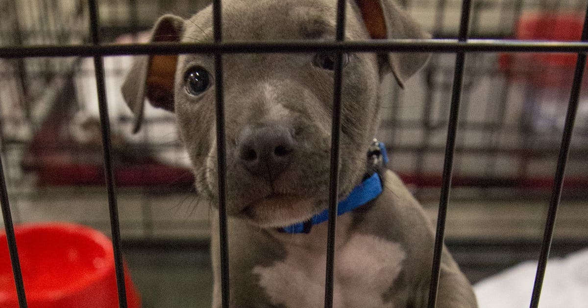 Seattle Humane plans to take in 300 pets from Texas animal shelters ...