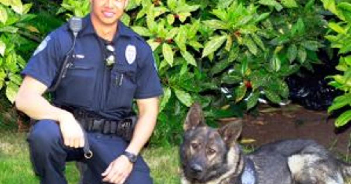 Kent police dog stabbed, seriously injured by suspect | FOX 13 Seattle
