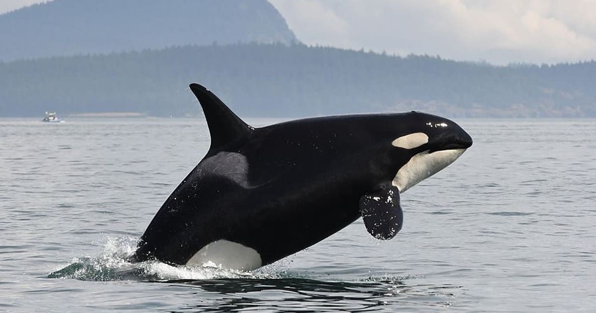 Extict Orca The Last Generation: Southern resident orcas in danger of extinction ...