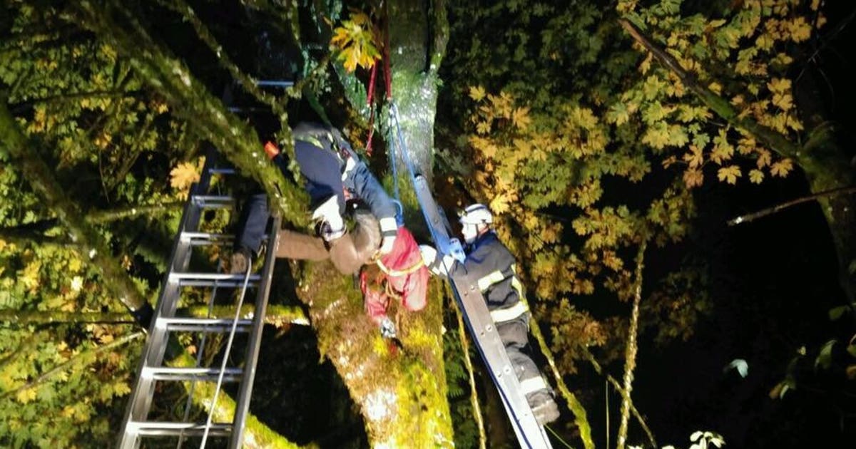Man taking pictures of storm hurt after he falls out of tree | FOX 13 ...
