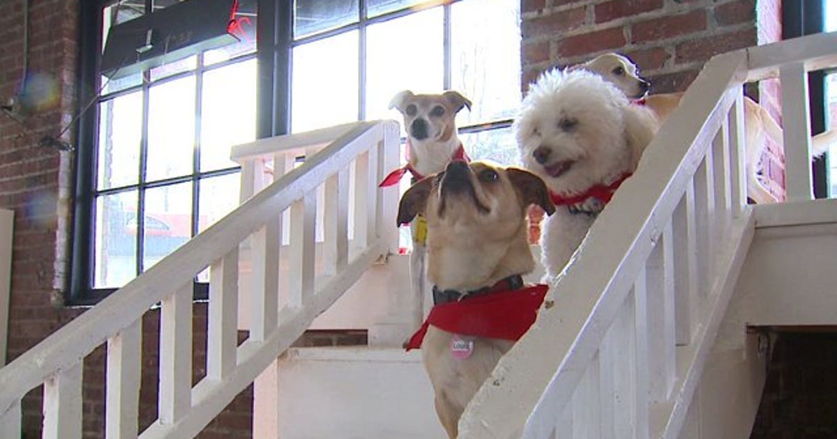 How does a caucus work? Let these dogs explain it | FOX 13 Seattle