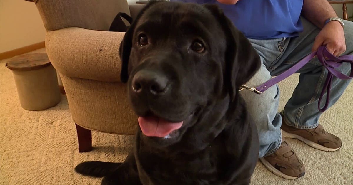 Service dog hailed as hero after saving owner from house fire | FOX 13 ...