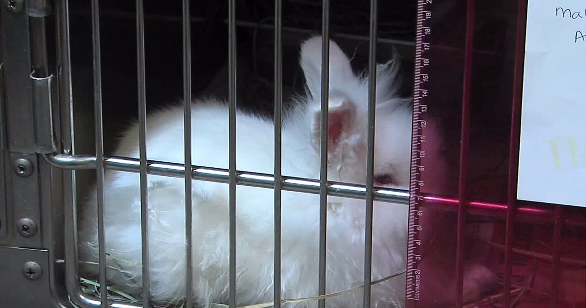 Nearly 300 rabbits found in one home | FOX 13 Seattle