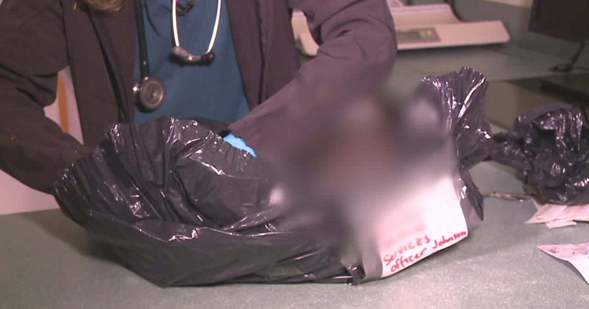 Police in Olympia investigate suspicious cat death | FOX 13 Seattle