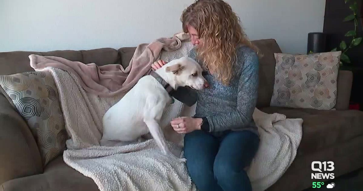 Brave dog reunites with owner after getting lost in the mountains for ...