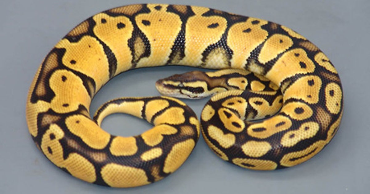 Python strangles 2 boys | FOX 13 Seattle