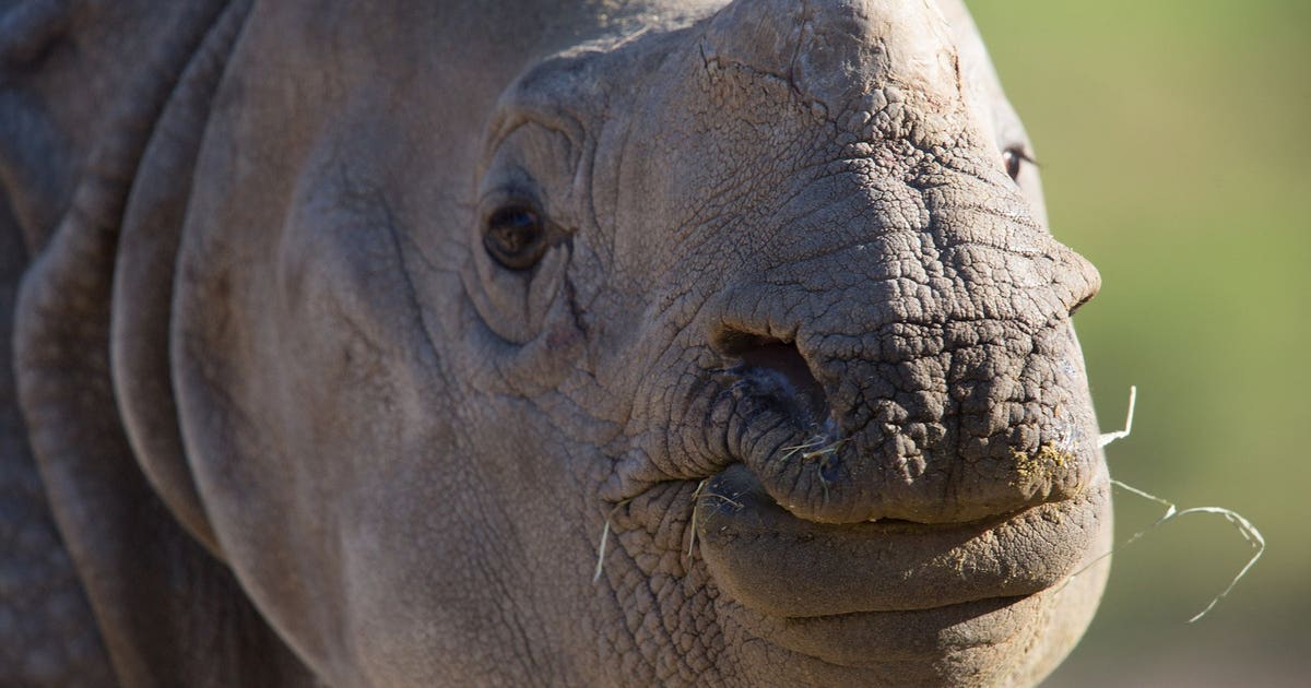 Meet Taji! Seattle's Woodland Park Zoo gets its first rhino | FOX