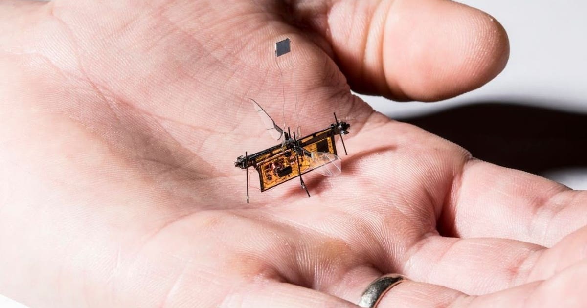 Fluttering robotic insects could be coming to your neighborhood | FOX ...