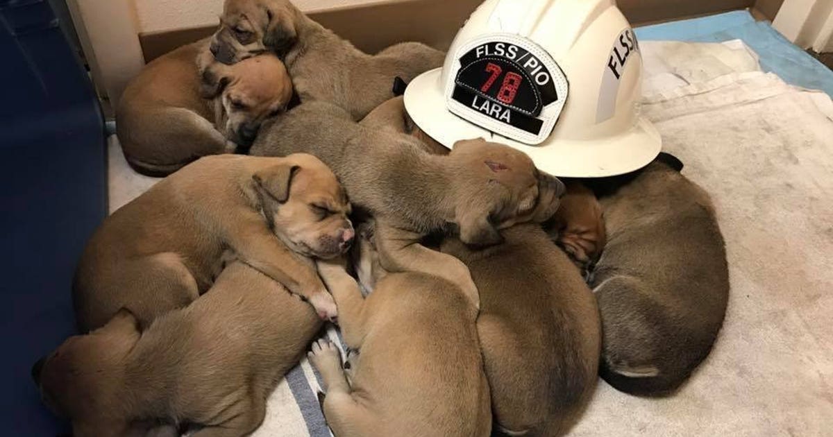 Firefighters rescue 9 puppies from burning building in Oregon | FOX 13 ...