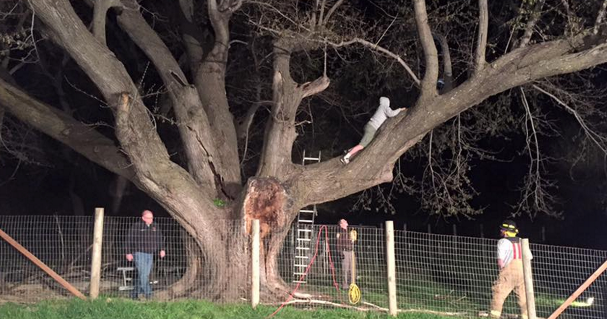 How did she . . . ? Firefighters rescue Great Dane from 20-foot tree ...