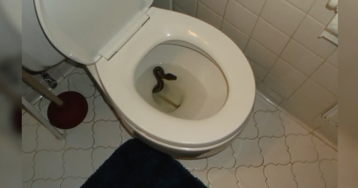 Ball Python Toilets 'Look down before you sit down': Virginia man finds ball python in ...