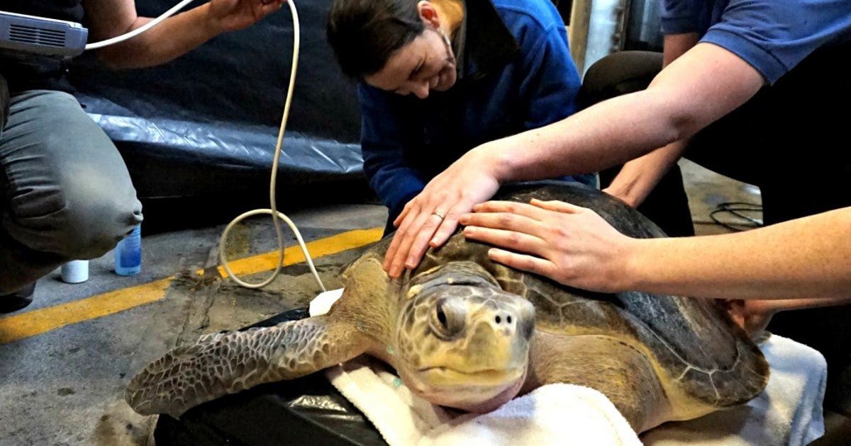 Seattle Aquarium team nurses lost sea turtle back to health | FOX 13 ...