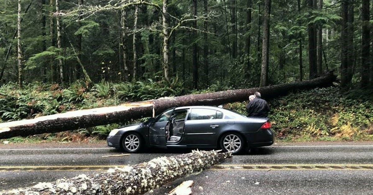 Couple unharmed after tree falls on car in Jefferson County | FOX 13 ...