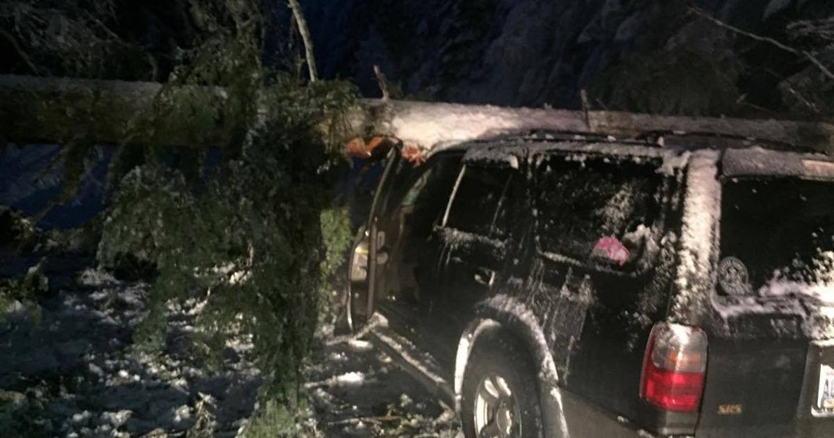 Nobody hurt as huge tree falls onto SUV near Crystal Mountain | FOX 13 ...