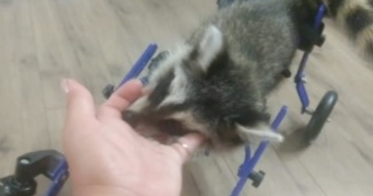 Baby raccoon rolls towards recovery with new wheelchair | FOX 13 Seattle