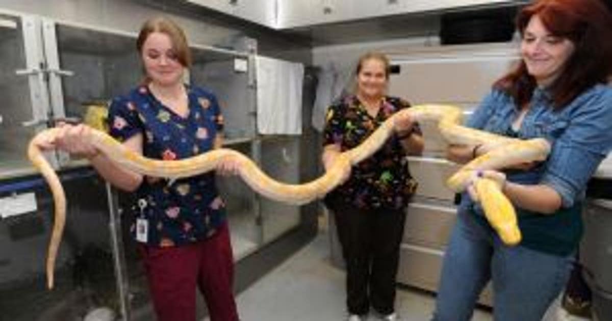 11-foot python captured in rental house near Colfax, Wash. | FOX 13 Seattle