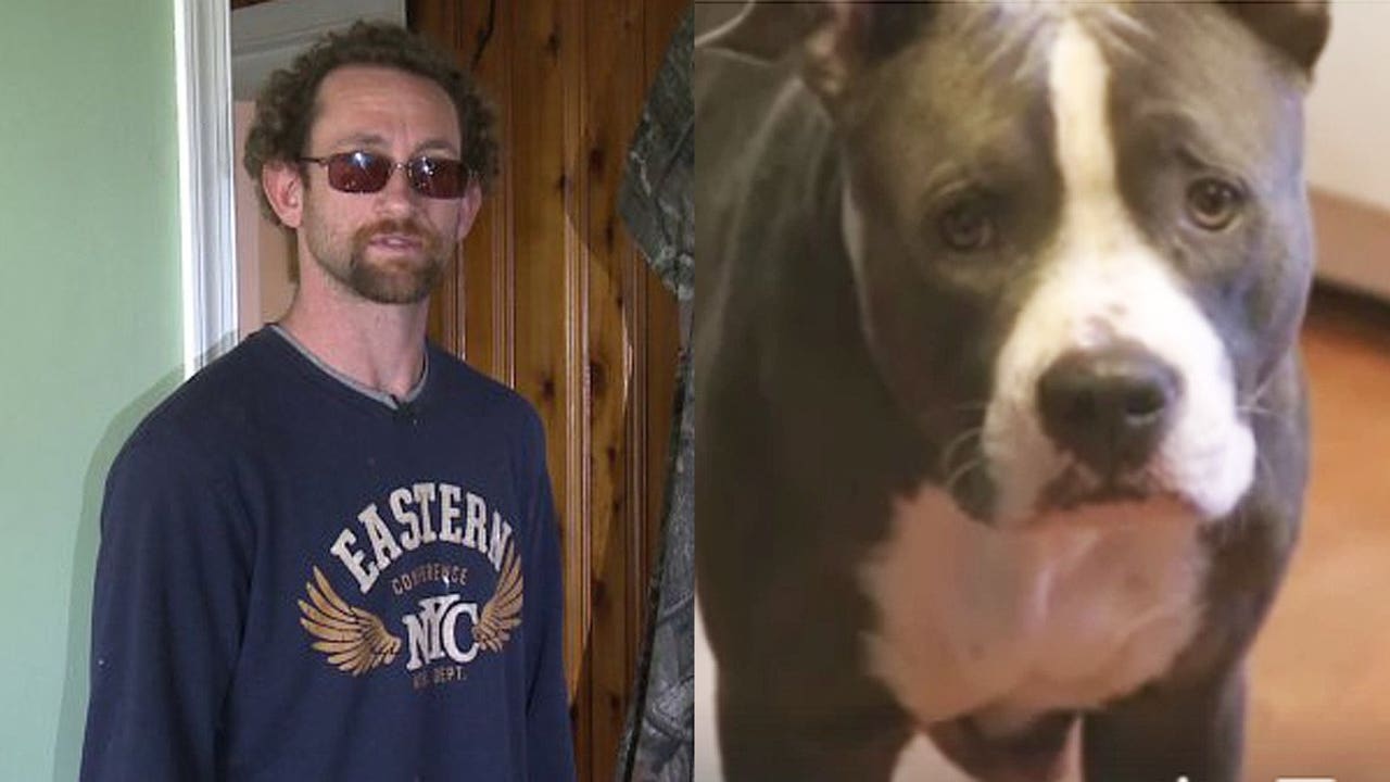 pitbull for sale near me craigslist