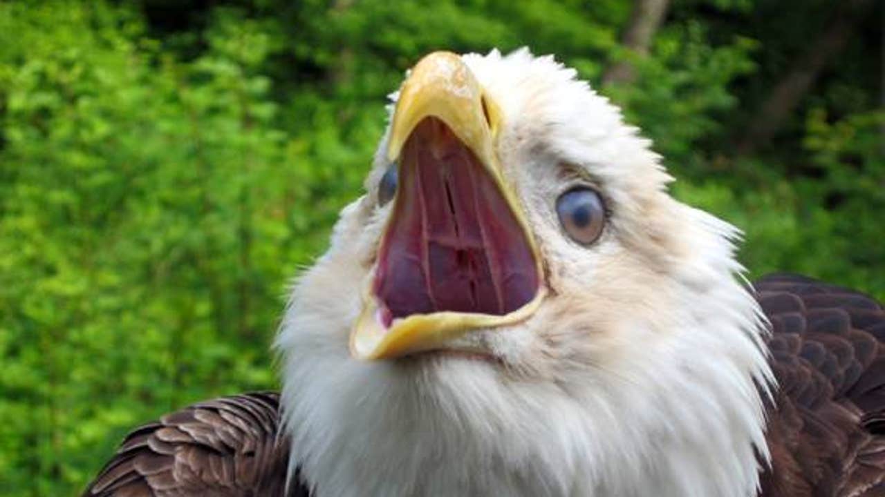 Reward offered for information about bald eagle shot, killed in Washington  County