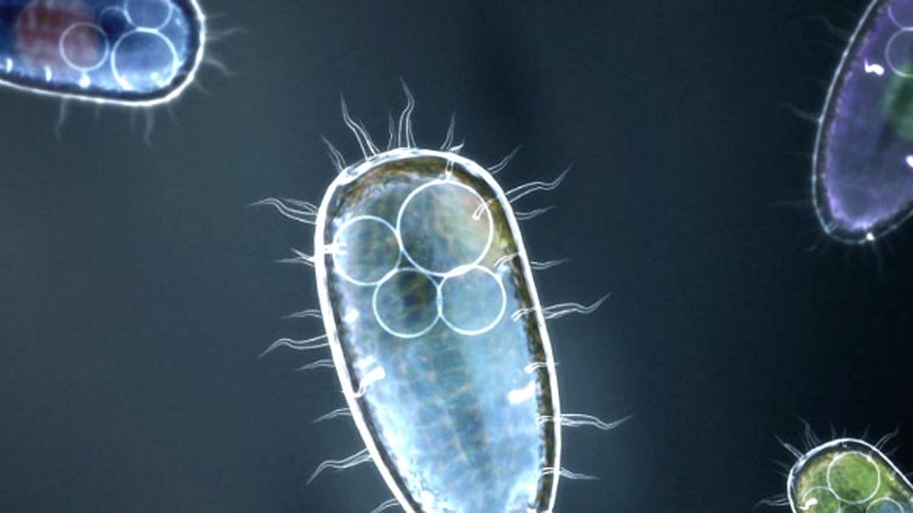 Почему бактерии вирусы одноклеточные водоросли. Примитивные одноклеточные организмы. Одноклеточные многоклеточные и колониальные. Бактерии одноклеточные организмы. Многоклеточные микроорганизмы.