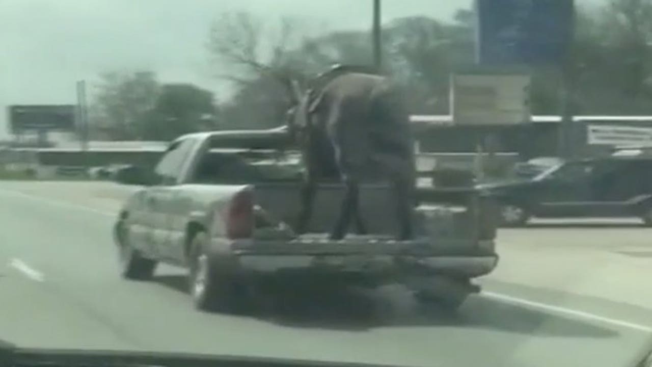 Horse Caught On Camera Riding In Back Of Pickup Truck In Texas