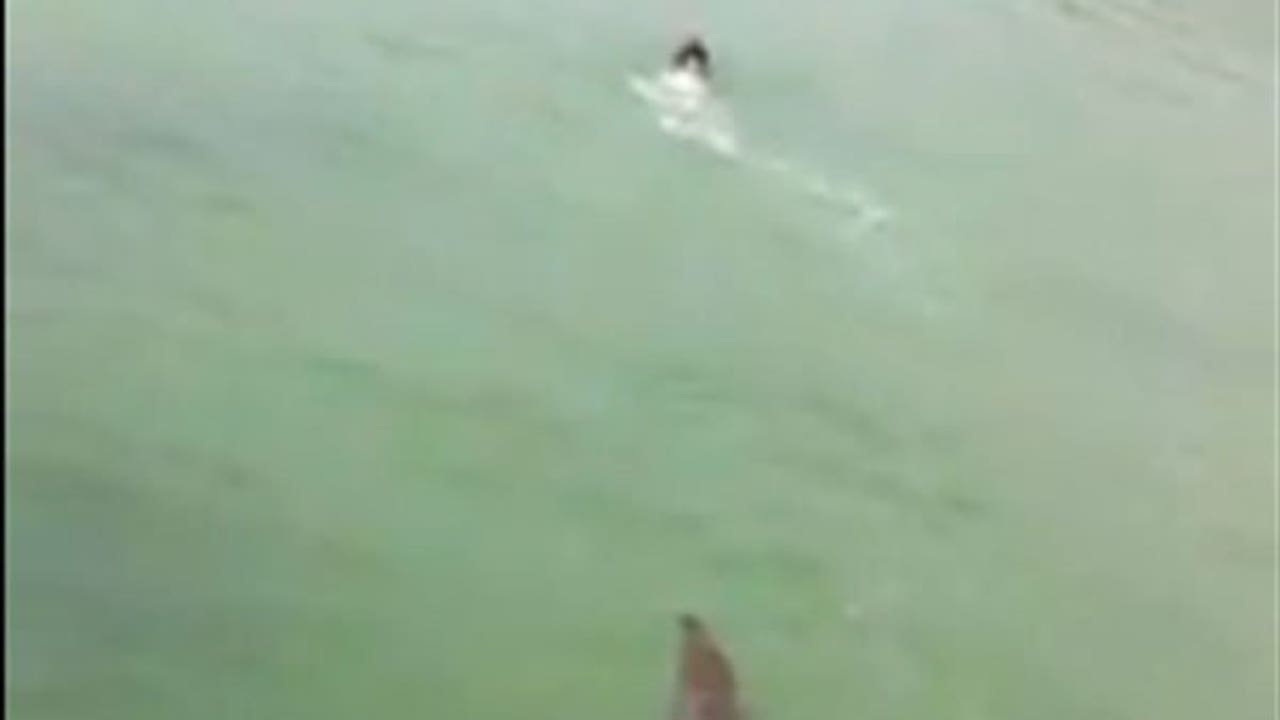 SEE IT: Viral video shows huge crocodile creeping toward fleeing swimmer