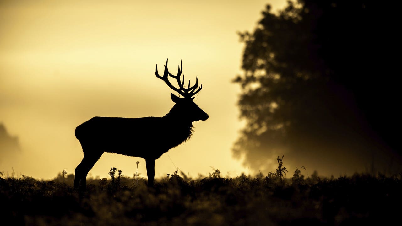 State Confirms Bluetongue Disease In Deer FOX 13 Seattle   Ddbc5ac2 Deer 