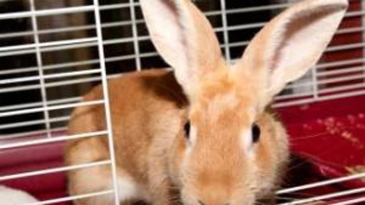 Everett Animal Shelter hopping with bunnies Everett Animal Shelter hopping with bunnies