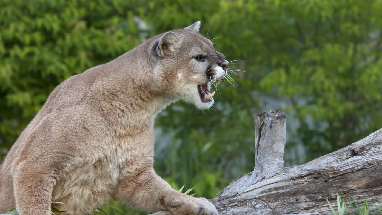 9-year-old Girl Attacked By A Cougar While Camping In Stevens County ...