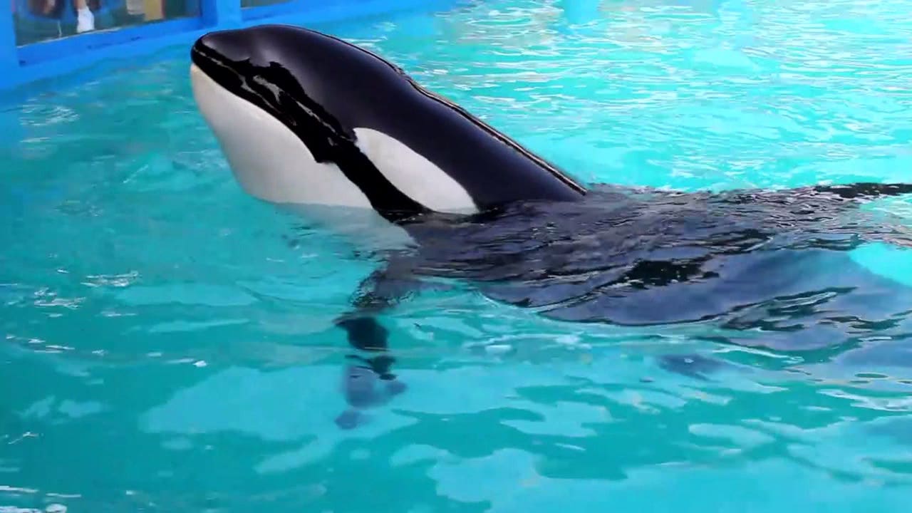Announcement possible for orca Tokitae/Lolita's return to Puget Sound from captivity - FOX 13 Seattle