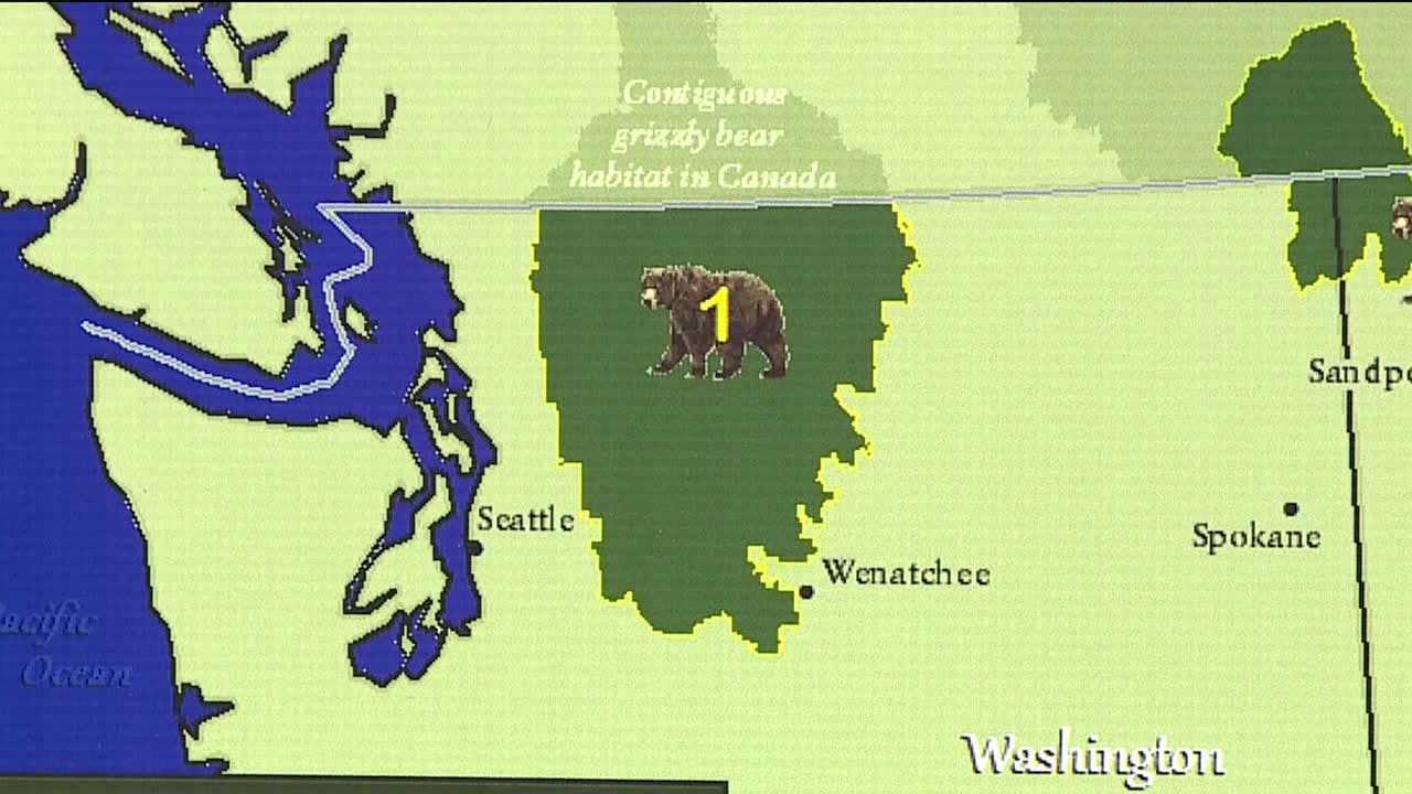 Should Feds Restore Grizzly Bear Population To North Cascades? | FOX 13 ...