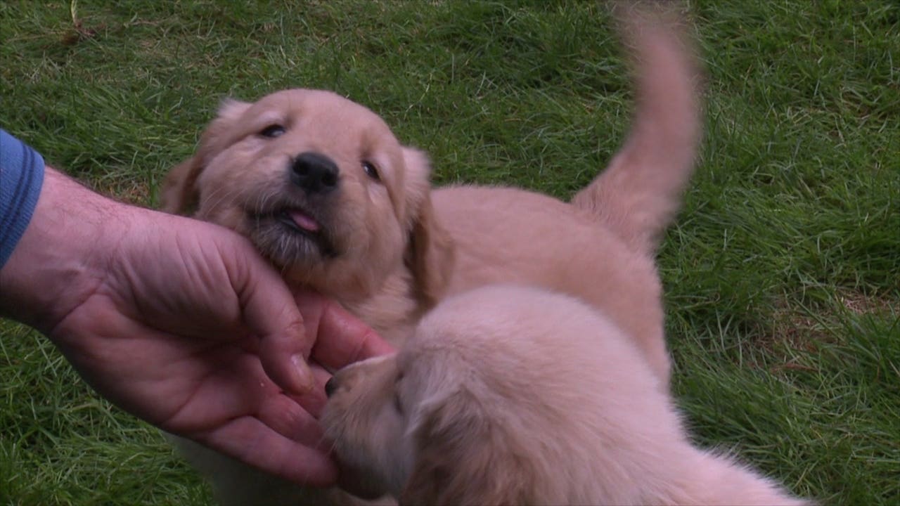 holly hope farm puppies