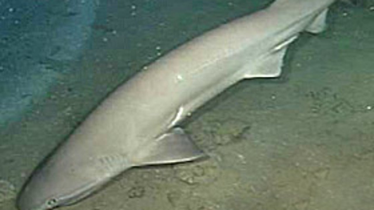 Sharks lurking in Puget Sound | FOX 13 Seattle