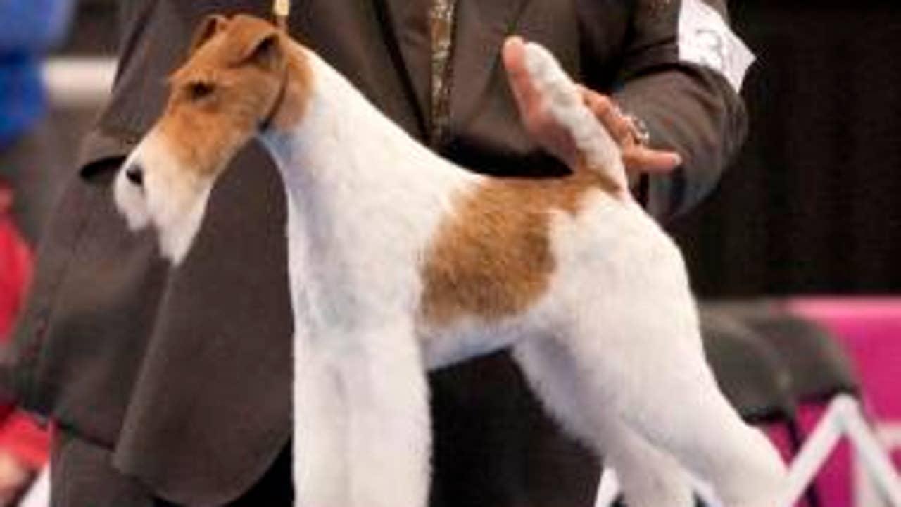 Wire fox terrier cheap show dog