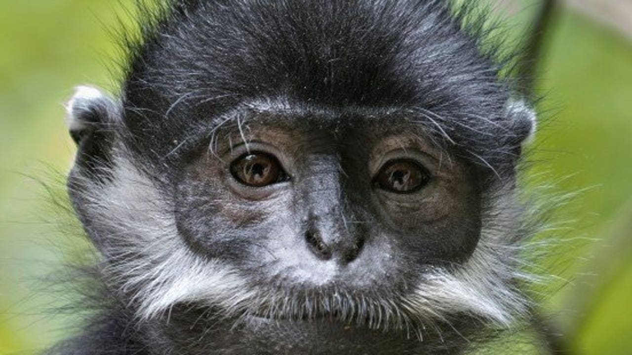 In pics: Yunnan golden hair monkey at Baima Snow Mountain