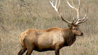 WA judge gives man longest big game sentence in decade for elk killing spree