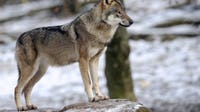 Washington wolf population hits record high in 2025