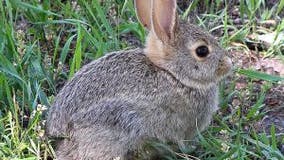 WA rabbits targeted with darts, $5K reward offered