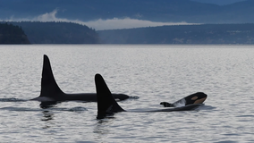 Whale watching industry defends viewing endangered southern resident orcas