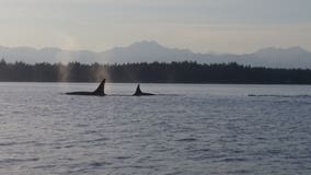 Concerns increase over crowds viewing orcas in South Sound