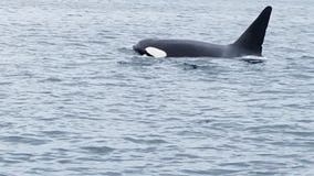 Southern Resident grandmother orca dead