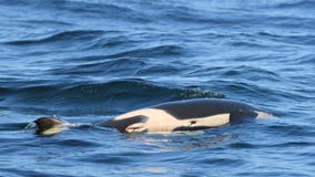 Grieving mother orca carries dead calf for seventh straight day