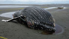 Dead humpback whale that washed ashore is 5th tangled in crab pot gear this month