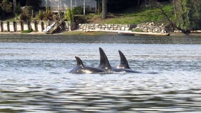 Potential recommendations from orca task force include mandatory slow speed zones and killing sea lions