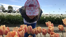 Tulip Festival: When is peak bloom, how to get there & other details to plan your trip