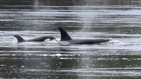 Oldest male in Southern Resident orca KPod presumed dead