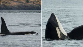 Researchers say Puget Sound orca missing and presumed dead