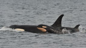 Officials urge boaters to steer clear of 3 pregnant Orcas